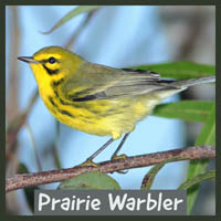 Prairie Warbler